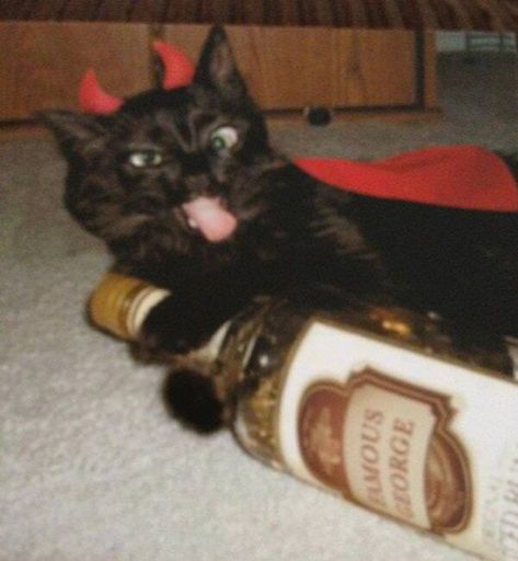 Cakeday animal delivery - Imgur Drunk Cat, Drunk Humor, Silly Cats Pictures, Everything Funny, A Black Cat, Memes Anime, Funny Cat Memes, Silly Cats, Funny Animal Pictures