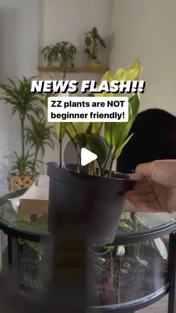 Chantel Gray | 🪴 Plants + DIY on Instagram: "Follow for more planty tips! 

ZZ care:

These plants are NOT beginner friendly! Reason being- most new plant parents want to actually CARE for their plant. These plants would much rather you set them in a sunny window and forget they exist for a month or so 🤦🏼‍♀️

Notice I said “place them in a sunny window”? The internet deems these as “low light plants” but quite frankly these NEED sunlight, for several reasons! 

#1 - without proper sunlight these may survive longer then your average houseplant, but they won’t thrive or give you decent growth. If they do grow they’ll look leggy and weird without many leaves on that stalk. Try putting them IN a window.

#2 - these are super sensitive to over watering, and without good sunlight, the pot can Plants Diy, Sunny Window, Zz Plant, Low Light Plants, Diy Plants, Fake Plants, Low Light, Green Living, Plant Lover