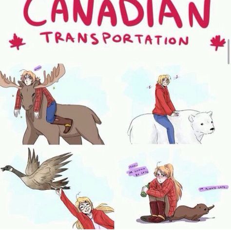 Canadian transportation.. XD. I was laughing hard at Madison.                                                                                                                                                                                 More Nyotalia Canada, Nyo Canada, 2p Canada, Aph Canada, 2p Hetalia, Hetalia Canada, Hetalia Funny, Hetalia Anime, Matthew Williams