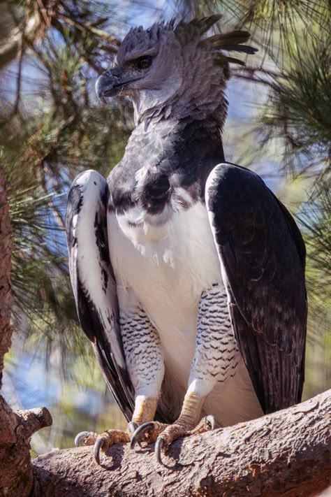 Harpy Eagle, Interesting Animals, Unusual Animals, Cool Animals, Animal Reference, Majestic Animals, Pretty Animals, Animal References, Silly Animals