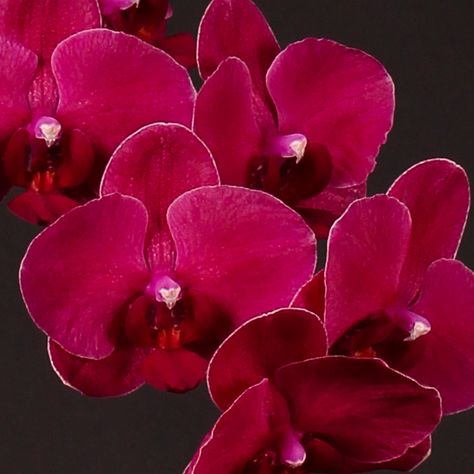 Phalaenopsis Montreux Frou Frou, Pink Orchids, Winter Flowers, Dark Pink, Pink Flowers, Orchids, Plants, For Sale, Flowers