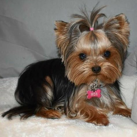 Yorkie Puppy Cut, Yorkie Puppy Haircuts, Yorkie Painting, Yorkie Haircut, Yorkie Cuts, Yorkie Hair, Yorkie Hairstyles, Yorkshire Terrier Haircut, Yorkie Haircuts