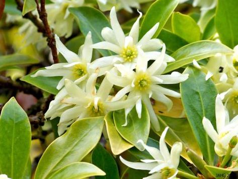 chinese Star Anise Plant | The interesting Illicuim vernum flowers which are related to Magnolias ... Anise Flower, Anise Oil, Chinese Star, Anise Seed, Fast Growing Trees, Star Anise, Evergreen Shrubs, Growing Tree, Types Of Soil