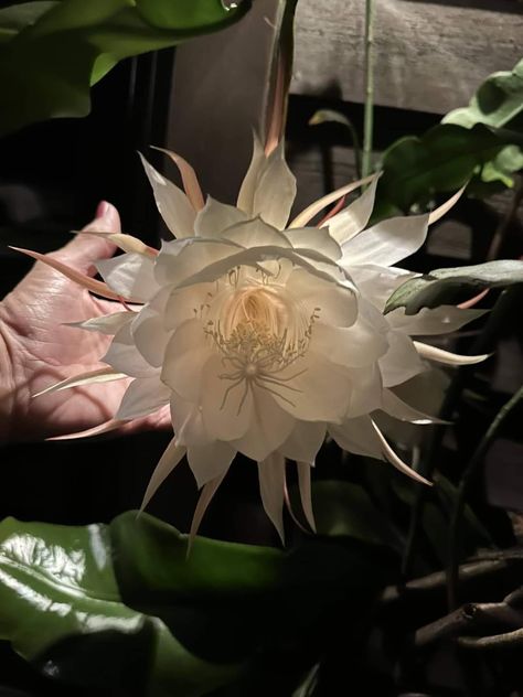 Night blooming cereus cactus Night Blooming Cereus, Become A Florist, Blooming Cactus, Sweet Perfume, Nothing But Flowers, Wonderful Flowers, Unusual Flowers, Plants Garden, Creative Gardening