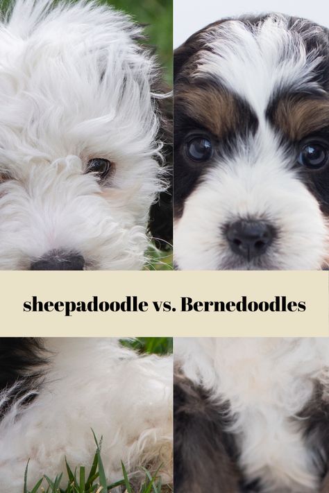 In this article, we’re going to focus on the Sheepadoodle vs Bernedoodle. Don’t worry about trying to memorize every little detail. We’ve got you covered with this simple guide that will differentiate between the two and give you a profound understanding of each option in a variety of categories. Our goal is that you will be able to quickly reference the difference between a Sheepadoodle or Bernedoodle and you will feel like you have all of the information you need when we are through! Bernedoodle Vs Sheepadoodle, Sheepadoodle Mini, Doodle Dog Breeds, Designer Dogs Breeds, Hypoallergenic Dog Breed, Long Haired Dogs, Giant Teddy Bear, Giant Teddy, The Loyal