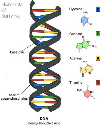 Dna Model for Pinterest Junk Dna, Dna Model Project, Dna 3d, Dna Facts, Dna Analysis, Dna Genetics, Dna Project, Dna Tattoo, Summer Science