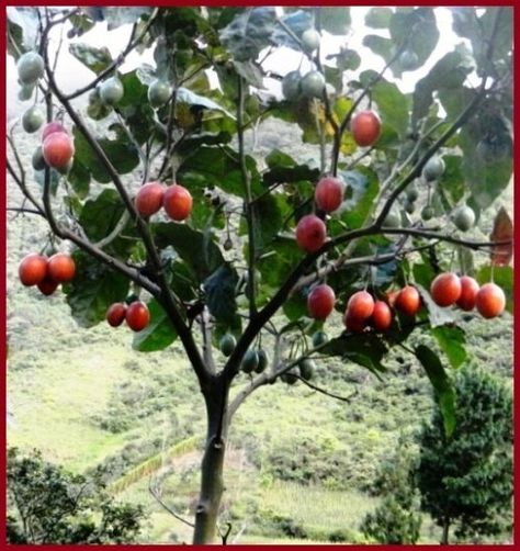 Meet the tamarillo (tree tomato) its benefits and properties. — Steemit Tree Tomato, Eucalyptus Deglupta, Andes Mountains, Fruit Tree, Tomato Seeds, Hardy Perennials, Organic Matter, Caicos Islands, Fruit Trees