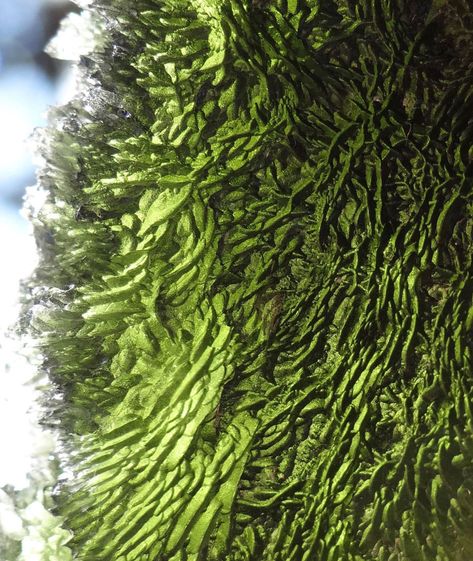 Minerals, Crystals & Fossils - Moldavite - Besednice, Czech Republic Opal Australia, Guiyang, Crystal Aesthetic, Vet Med, Carthage, An Aesthetic, Zoology, Minerals Crystals, All Photos