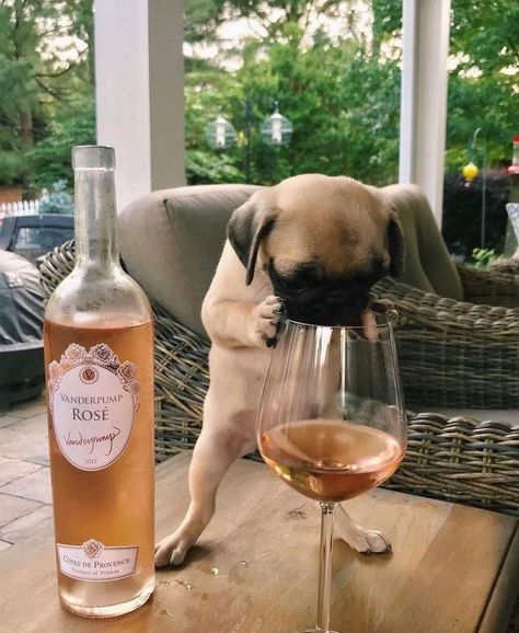 Flat Faced Dogs, Pug Puppies For Sale, Wine Down Wednesday, International Dog Day, Pet Blog, Wine Down, Pug Puppies, Pretty Drinks, Food Bowl