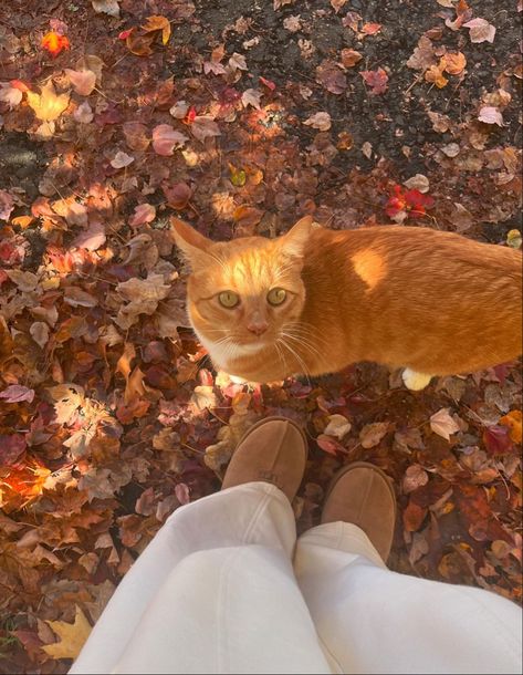 Halloween cat right here #fall #fallaesthetic Fall Cat Aesthetic, Cat Fall Aesthetic, Peaceful Photos, Fall Cat, Mood Bored, Fall Cats, Hogwarts Aesthetic, Cats Aesthetic, Downtown Girl