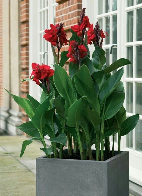 Canna Bulbs, Canna Flower, Trees For Front Yard, Roof Garden Design, Tropical Backyard, Potted Plants Outdoor, Backyard Garden Landscape, Deck Designs Backyard, Patio Planters