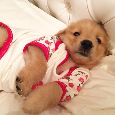 @dogs.coffee Puppies In Pajamas, Funny Clothes, Puppy Mom, Very Cute Puppies, Dog Behavior Problems, Super Cute Puppies, Cute Animals Puppies, Dogs Funny, Very Cute Dogs