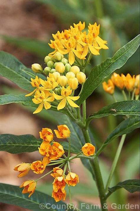 Pictures Of Plants, Asclepias Tuberosa, The Monarch, Plant Pictures, Monarch Butterfly, Perennials, Watercolor Art, Stock Images, Plants