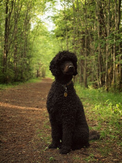 Standard Poodle Black, Black Standard Poodle, Poodle Hair, Poodle Haircut, Poodle Cuts, Black Poodle, Puppy Cut, Poodle Grooming, Standard Poodles