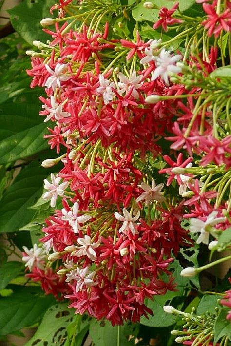 Rangoon Creeper, Single Flower Bouquet, Backyard Flowers Garden, Beautiful Flowers Photography, Good Morning Beautiful Flowers, Garden Decor Projects, Beautiful Flowers Photos, Nothing But Flowers, Beautiful Flowers Garden