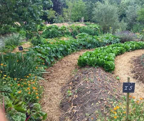 Vegetable Garden Backyard, Gardener Aesthetic, Food Forest Garden, Gardening Aesthetic, Garden Tattoo, Starting A Vegetable Garden, Homestead Gardens, Potager Garden, Aesthetic Garden