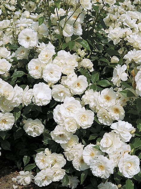 Roses Garden Ideas, Thornless Climbing Roses, Purple Climbing Roses, Pruning Climbing Roses, Rose Garden Ideas, Yellow Climbing Rose, New Dawn Climbing Rose, Climbing Roses Trellis, White Climbing Roses