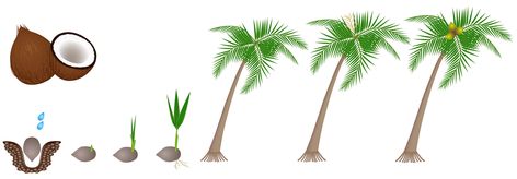 Cycle of growth of a plant of a coconut isolated on a white background. Plant Diagram, Tree Life Cycle, Stages Of Growth, Diagram Design, Cute Clipart, Coconut Tree, Plant Growth, Stock Images Free, White Background