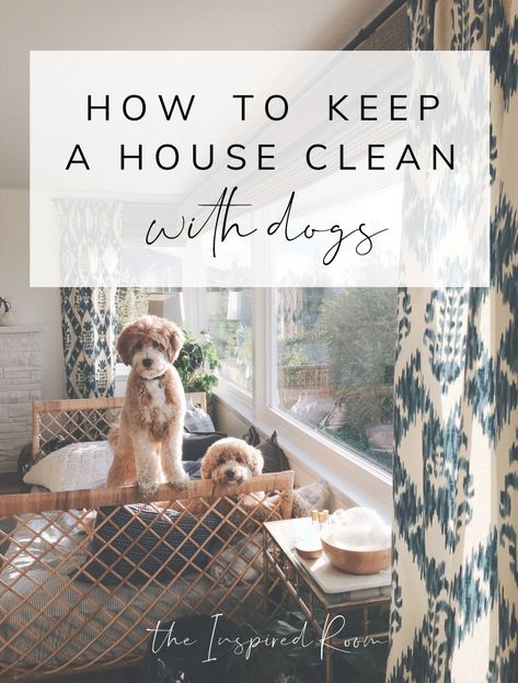 Dogs Ideas, Ideas For House, Homemade Toilet Cleaner, Living With Dogs, Cleaning Painted Walls, Dogs Stuff, Glass Cooktop, Deep Cleaning Tips, Dog Cleaning