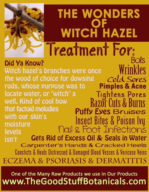 Witch Hazel Benefits Uses For Witch Hazel, Witch Hazel Uses, Home Health Remedies, Beauty And Health, Natural Health Remedies, Witch Hazel, Homeopathy, Natural Medicine, Herbal Medicine