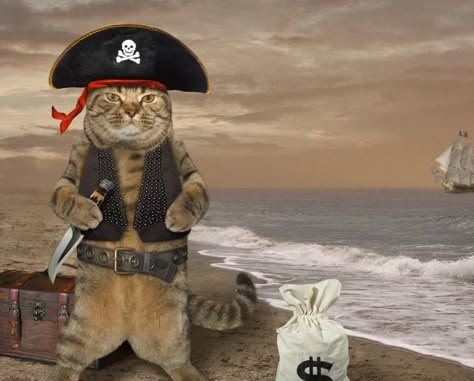 NATIONAL MEOW LIKE A PIRATE DAY - September 19, 2019 | National Today Pirate Humor, Talk Like A Pirate Day, Talk Like A Pirate, Pirate Cat, Red Dog Collar, Pirate Art, Cute Dog Collars, Pirate Day, Cat Yoga