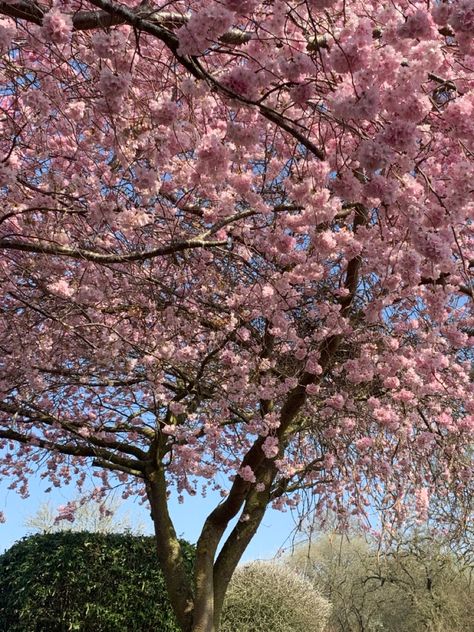 Cherry Blossom Trees Aesthetic, Cherry Blossom Tree Aesthetic, Blossom Tree Aesthetic, Things We Left Behind, Sakura Aesthetic, Lucy Score, Tree Aesthetic, Pink Trees, Blossom Tree