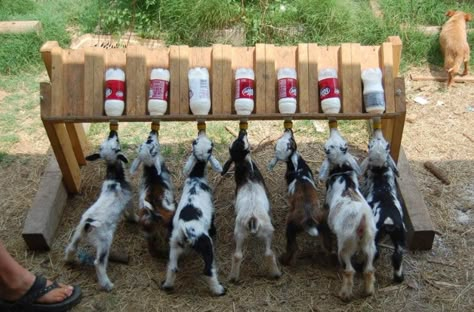 Goat Feeder, Goat Playground, Goat Shelter, Goat Pen, Goat House, Raising Farm Animals, Goat Care, Goat Barn, Goat Kidding