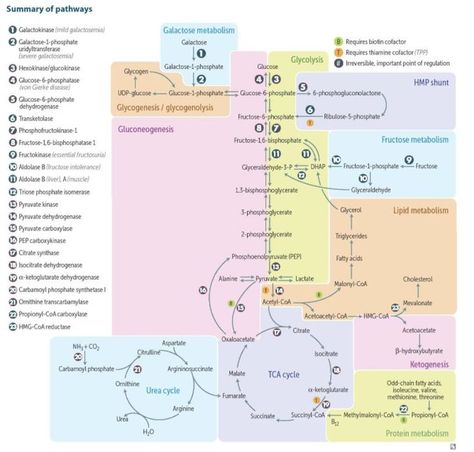 Summary of biochemical pathways for USMLE preparation and exam revision. #medical #school #student #university #biochemistry #revision #med #premed #usmle Biochemistry Metabolism Pathways, Metabolic Pathways Map, Biochemistry Pathways, Metabolic Pathways, Biochemistry Notes, Clinical Chemistry, Exam Revision, Study Biology, Biology Classroom