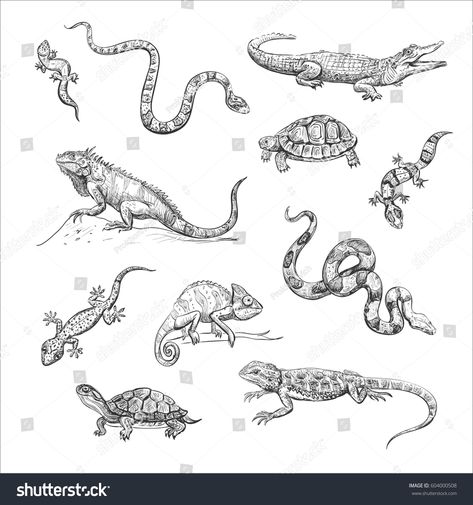 Cartoon Lizard, Lizard Tattoo, Black Tattoo Cover Up, Animals Drawing, Australian Style, Hand Drawings, Girl Drawing Sketches, Snake Art, Animation Art Sketches