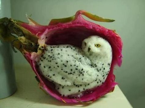 Predjela Dekoracija, Buah Naga, Thanh Long, Fruit Picture, Food Carving, Fruit Carving, Snowy Owl, 웃긴 사진, Fruit Art