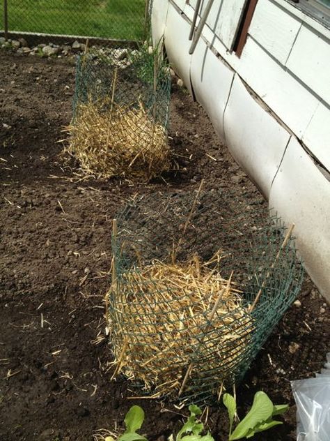 Potato Towers, Potato Growing, Plant Greenhouse, Raised Garden Beds Diy Vegetables, Potato Tower, Potato Gardening, Grow Potatoes, Straw Bale Gardening, Planting Potatoes