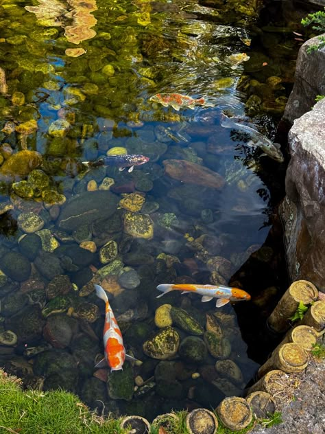 #koifish #lake Koi Fish And Lily Pads, Chinese Art Style, Lake Fish, Goddess Of Life, Coy Fish, Stuff To Paint, Random Vibes, Koi Art, Artificial Lake