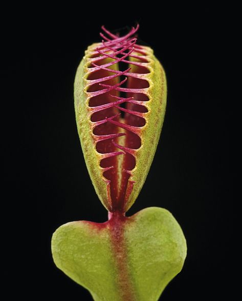 Macro Photography Shows Stunning Details of Carnivorous Plants – Miif Plus Venus Flytrap, Weird Plants, Venus Fly Trap, Pitcher Plant, Fly Traps, Plant Photography, Unusual Plants, Carnivorous Plants, Unique Plants