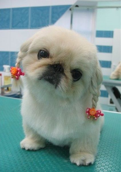 15 Best Pekingese Haircut Styles For 2020 | PetPress Pekingese Haircut, Haircut For Summer, Tattoo Nature, Animals Tattoo, Pekingese Dogs, Nature Wallpapers, Dogs Cute, Haircut Styles, Wallpaper Nature