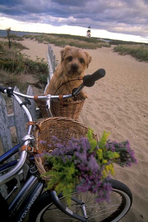 Nantucket Vacation, Dog Bike, Border Terriers, Beach Basket, Norfolk Terrier, Nantucket Island, Dog Basket, Bike Basket, Border Terrier