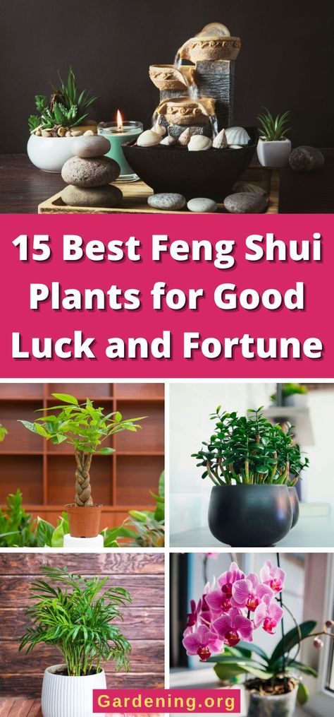 15 Best Feng Shui Plants for Good Luck and Fortune