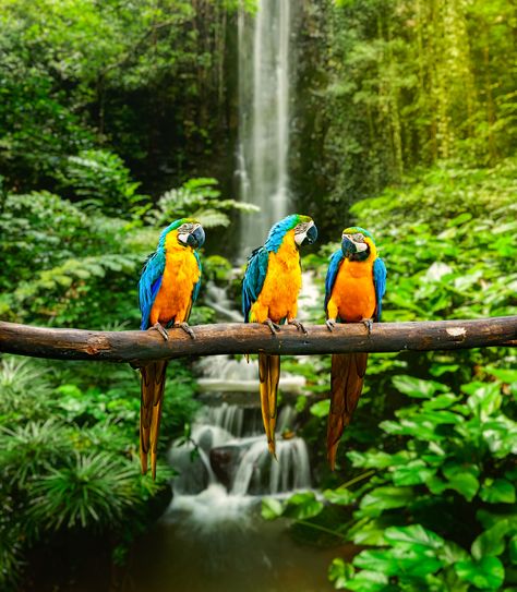 BANCO DE IMAGENES GRATIS: 12 fotos de paisajes naturales que ... World Most Beautiful Place, Places In Europe, Beautiful Places On Earth, Bird Wallpaper, Tropical Rainforest, Tropical Birds, Most Beautiful Cities, Beautiful Places In The World, Bird Photo