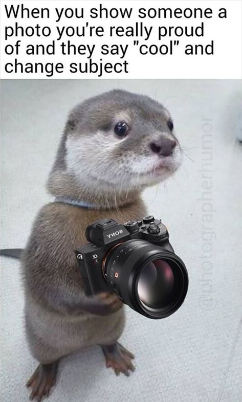 Funny Photography Humor, Memes Instagram Aesthetic, Photographer Meme Funny, Photographer Meme, Photography Meme, Memes About Life Being Hard, Wildlife Photographers Funny, Photography Jokes, Photography Humor