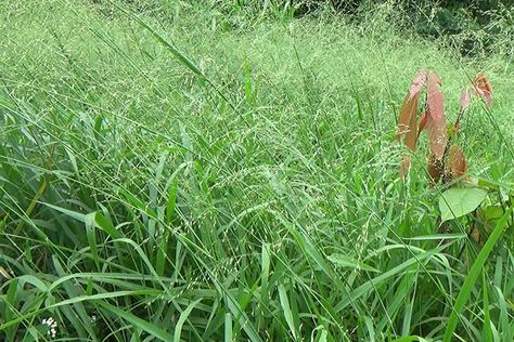 Plant Pallet, Scientific Project, Indigenous Garden, Project Science, Grass Species, Grass Roof, Youtube Photography, Human Body Anatomy, Beef Cattle