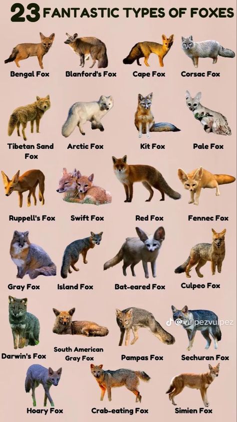 Therian Animal Ideas, Different Types Of Foxes, Therian Poster, Fox Therian Tips, Fox Personality, Bird Therian, Fox Names, Therian Animals, Therian Types