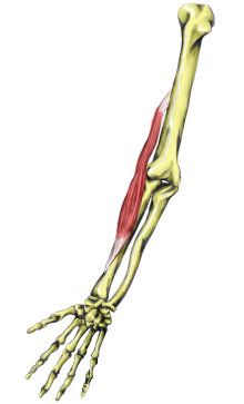 brachioradialis | The Brachioradialis muscle acts to supinate the forearm from a ... Brachioradialis Muscle, Flexor Carpi Radialis, Palmaris Longus, Levator Scapulae, Anatomy Flashcards, Muscle Anatomy, Anatomy And Physiology, Human Anatomy, Massage Therapy