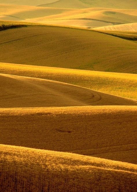 Watercolor Wallpaper Phone, Yellow Hills, The Palouse, Fields Of Gold, Scenery Pictures, Golden Rule, Green Landscape, Yellow Aesthetic, Rolling Hills