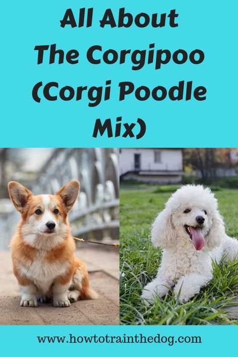 All About The Corgipoo (Corgi Poodle Mix): Facts & Information Corgi Poodle Mix, Corgi Poodle, Corgi Facts, Puppy Facts, Welsh Corgi Puppies, Designer Dogs, Corgi Funny, Dog Exercise, Puppy Stuff