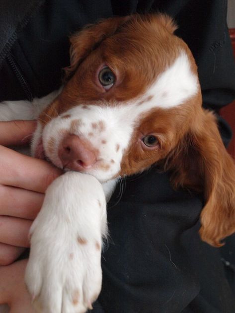 Shepard Dog Breeds, Brittney Spaniel, American Brittany, Big Dog Toys, Brittany Spaniel Dogs, Shepherd Dog Breeds, Brittany Spaniel, Spaniel Puppies, Spaniel Dog