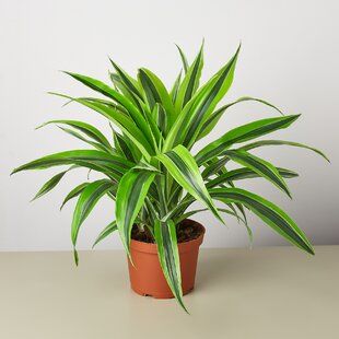 Low Maintenance Indoor Plants, Dracaena Plant, Live House Plants, Live Indoor Plants, Dragon Tree, Kangaroo Paw, Plant Shop, Air Purifying Plants, Leaf Coloring