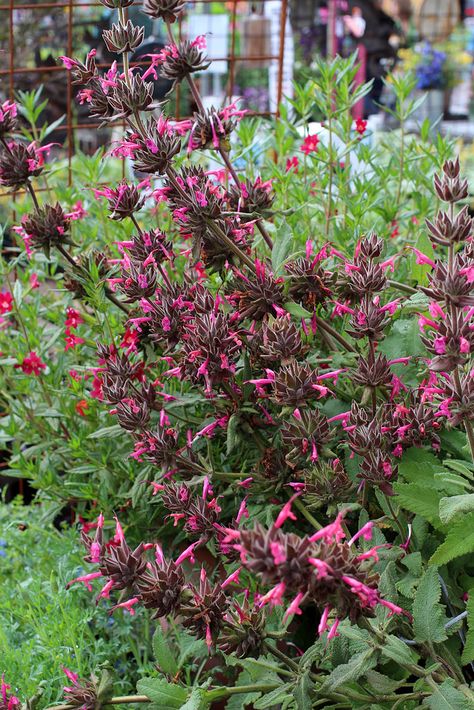 Hummingbird Sage, Hummingbird Mint, Drought Resistant Landscaping, Special Plants, California Native Garden, Northwest Garden, Sage Garden, California Native Plants, Mint Plants