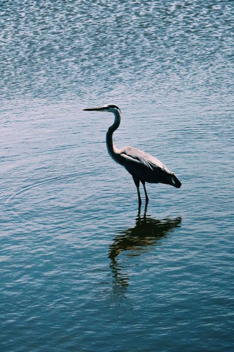 Merritt Island National Wildlife Refuge Tips for Visiting - The Florida Travel Girl Merritt Island Florida, Scenic Nature, Nature Trails, Merritt Island, Blue Sunset, Travel Girl, Rare Birds, Unique Trees, Pier Fishing