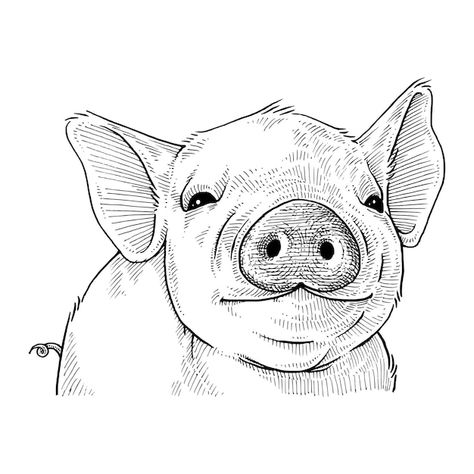 Vector cute pig hand drawn illustration | Premium Vector #Freepik #vector #cartoon-art #doodle-illustration #pig-illustration #cartoon-sketch Pig Drawing Easy, Pig Sketch, Animal Features, Pig Drawing, Pig Illustration, Pig Art, Pig Cartoon, Beautiful Peacock, Animal Doodles