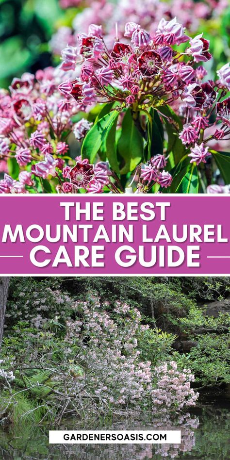 These tips on growing Mountain Laurel are the BEST!! I love that this shade loving shrub (Kalmia latifolia) is evergreen and has beautiful flowers. Now that I know how to care for it, I'm definitely adding one to my shade garden. Mountain Laurel Shrub, Laurel Shrub, Texas Mountain Laurel, Shade Loving Shrubs, Kalmia Latifolia, Beautiful Spring Flowers, Shade Shrubs, Acid Loving Plants, Full Sun Perennials