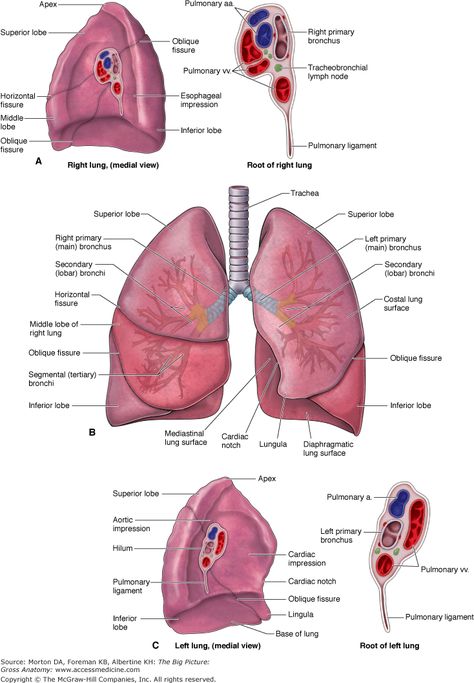 Lungs Drawing, Respiratory System Anatomy, Lungs Anatomy, Lung Anatomy, Medical Drawings, Gross Anatomy, Basic Anatomy And Physiology, Lungs Health, Medical School Essentials